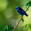 Kvetomil modry - Cyanerpes cyaneus - Red-legged Honeycreeper o5199
